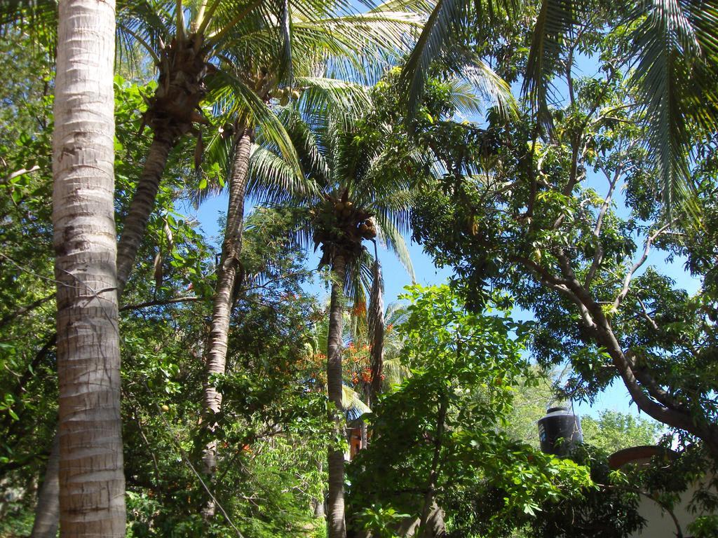 Hotel El Almendro Puerto Ángel Exterior foto